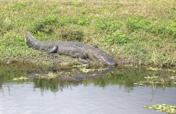 How common are alligator attacks in South Carolina